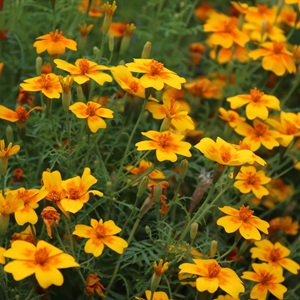 Tagetes tenuifolia 'Tangerine Gem' Tangerine Signet Marigold